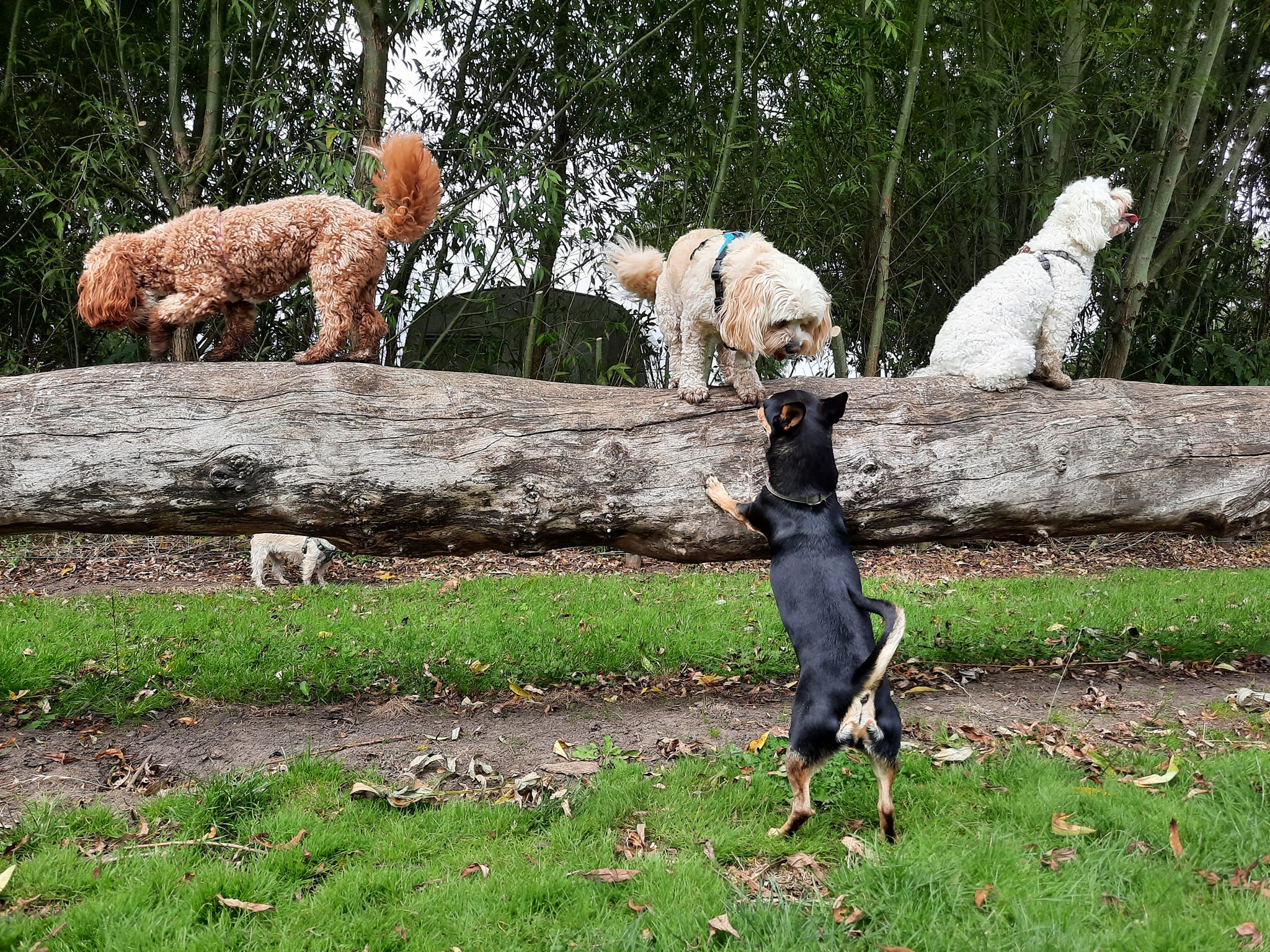Balance beam - Adventure park for dogs