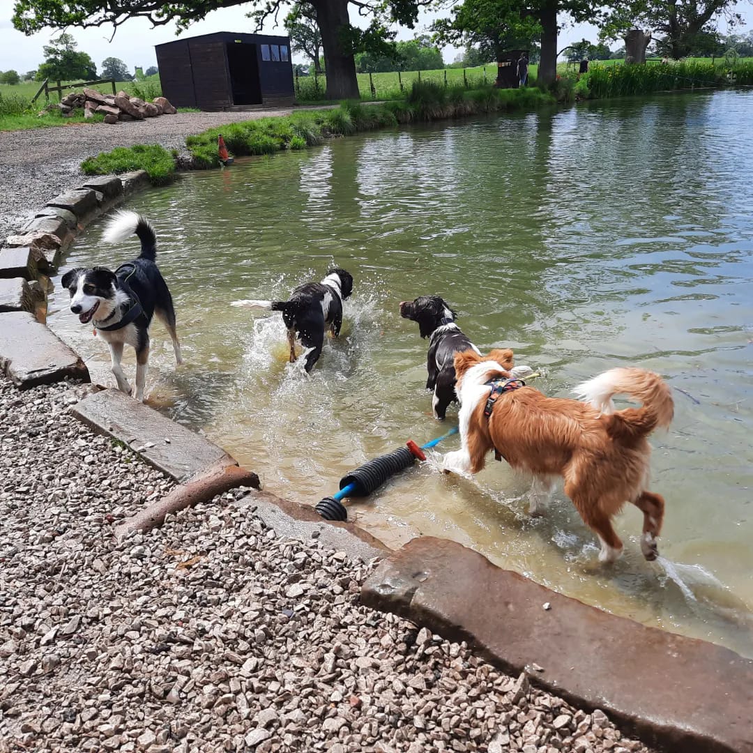 Easy Access to the lake - Adventure park for dogs