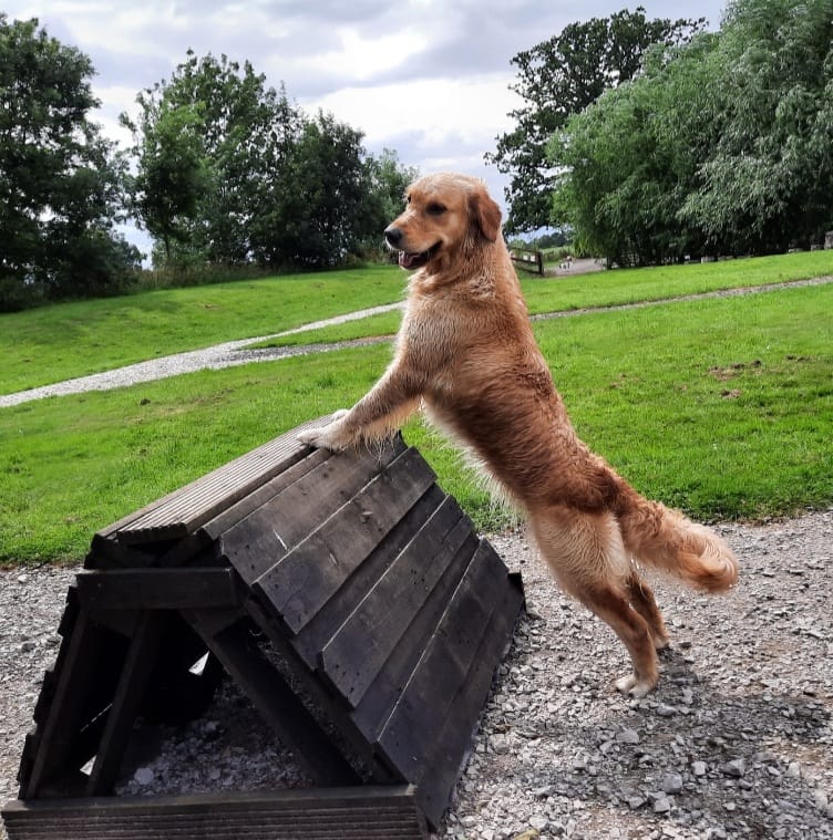 Jumps - Adventure park for dogs