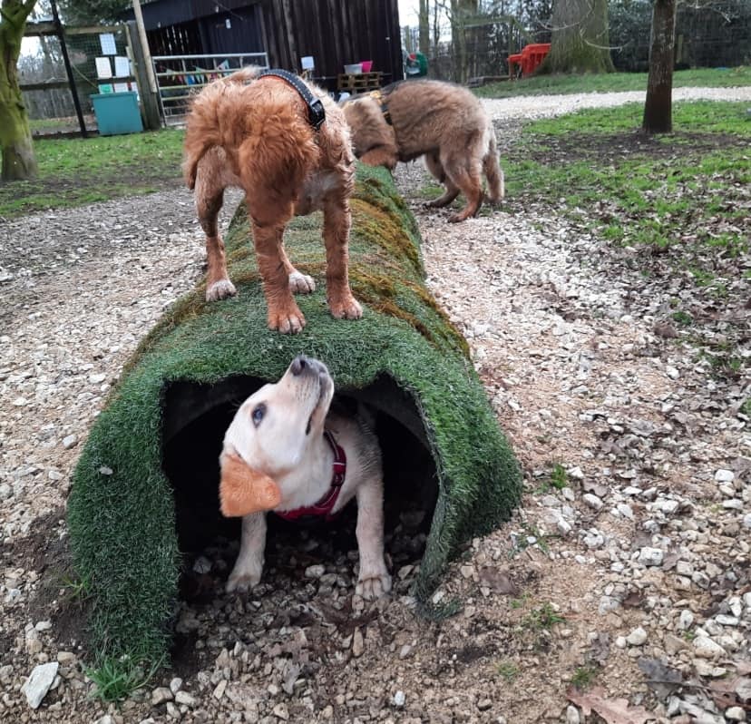 Little tunnel - Adventure park for dogs