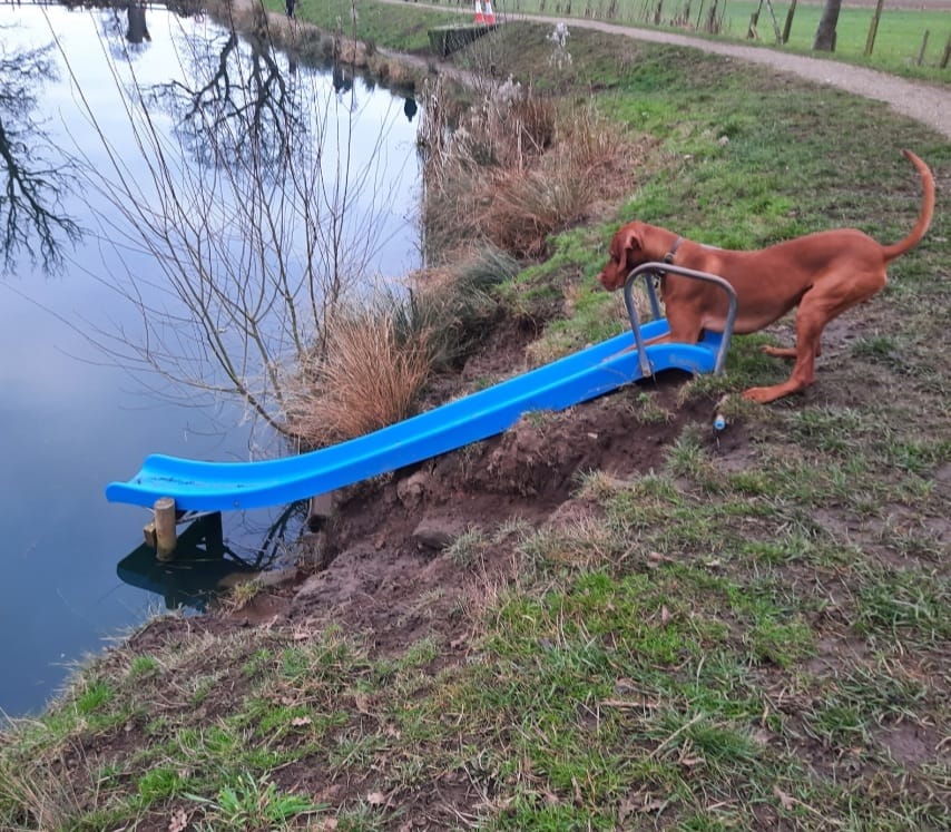 Water slide for dogs - Adventure park for dogs
